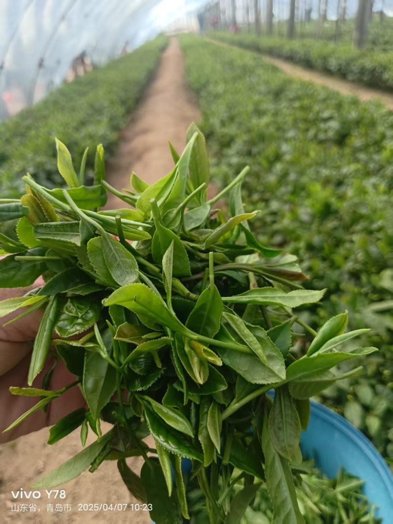 崂山绿茶