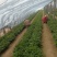 崂山绿茶