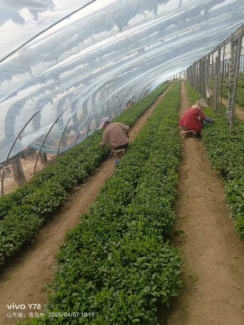 崂山绿茶