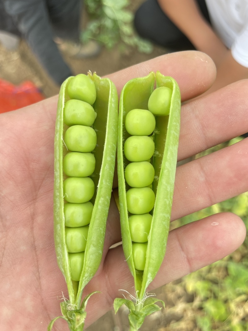 青豌豆荚，9号11，青果，老果，供应商超，市场