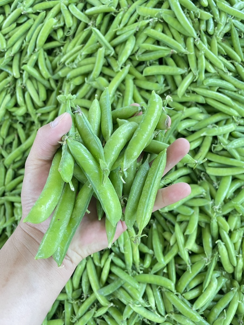 青豌豆荚，9号11，青果，老果，供应商超，市场