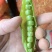 青豌豆荚，9号11，青果，老果，供应商超，市场