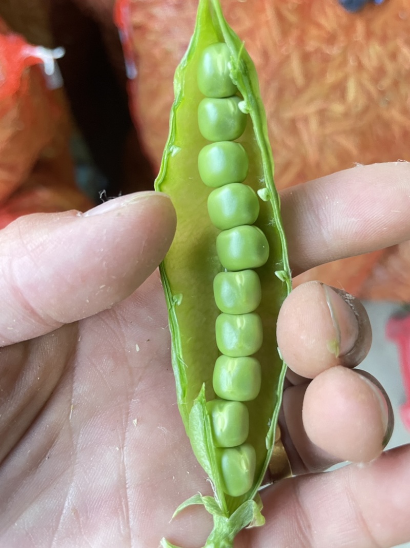 青豌豆荚，9号11，青果，老果，供应商超，市场