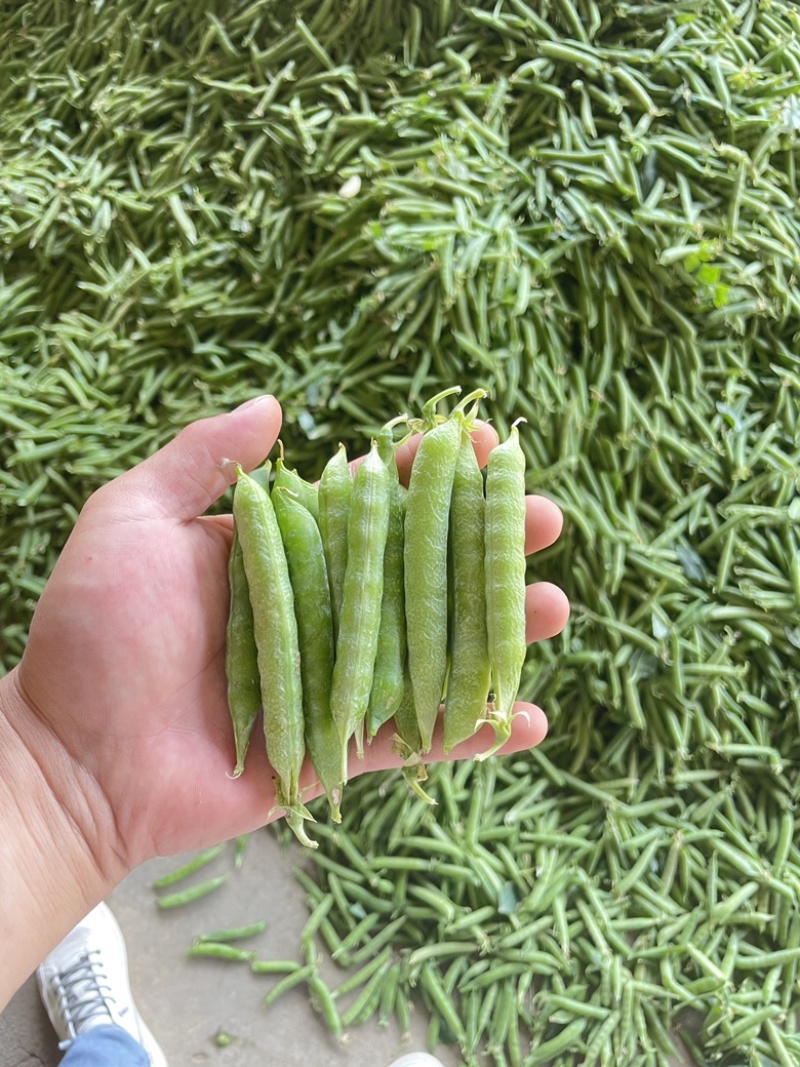 青豌豆荚，9号11，青果，老果，供应商超，市场