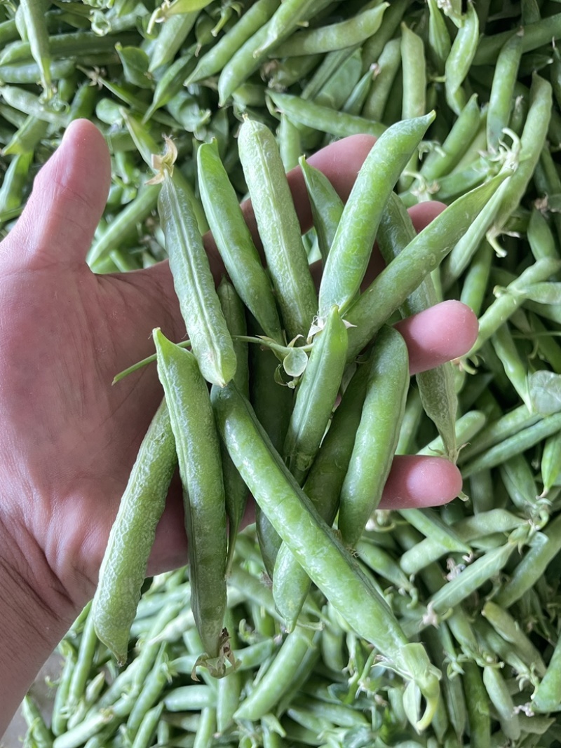 青豌豆荚，9号11，青果，老果，供应商超，市场