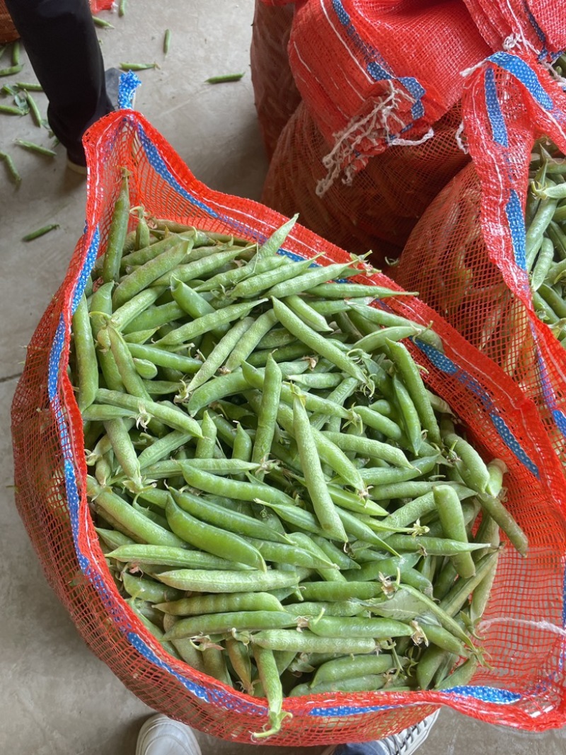 青豌豆荚，9号11，青果，老果，供应商超，市场