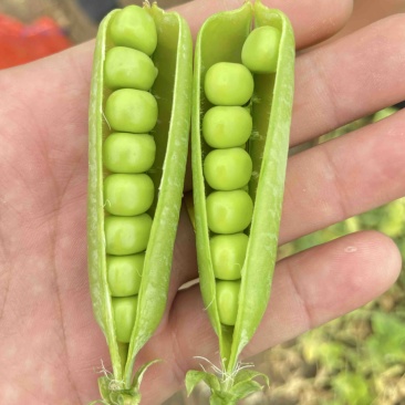 青豌豆荚，9号11，青果，老果，供应商超，市场