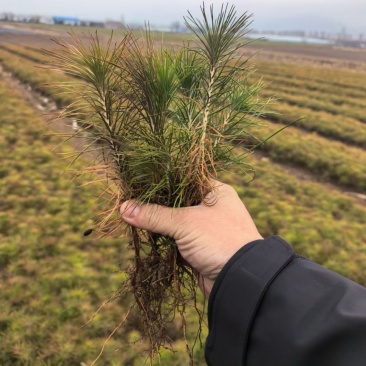 油松苗1年生10cm-25cm