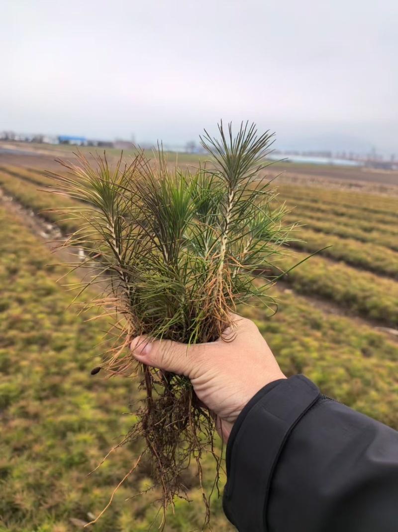 油松苗1年生10cm-25cm