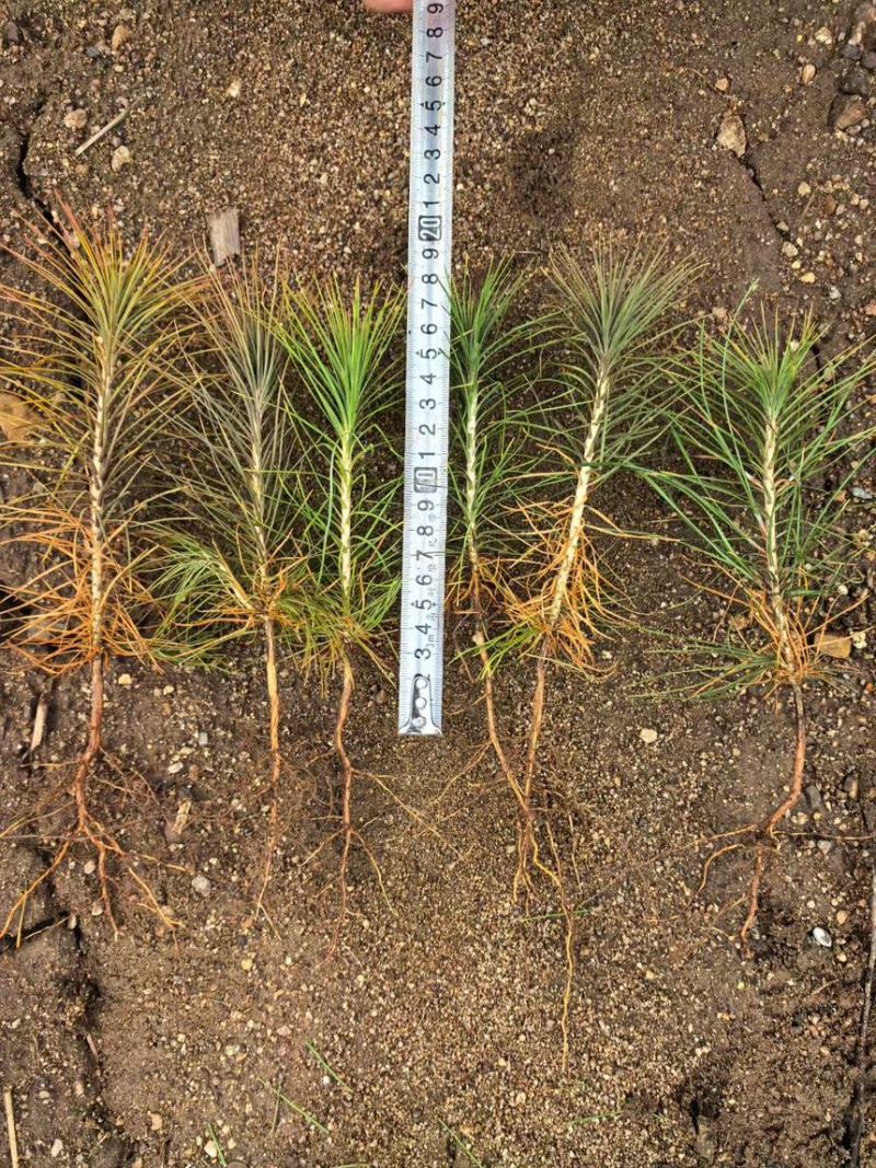 油松苗1年生10cm-25cm
