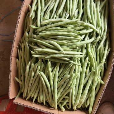 精品四季豆