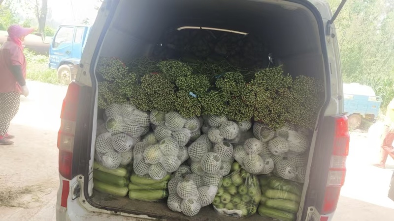 安徽，怀远小南瓜，大量上市，价格优美，欢迎全国采购商致电