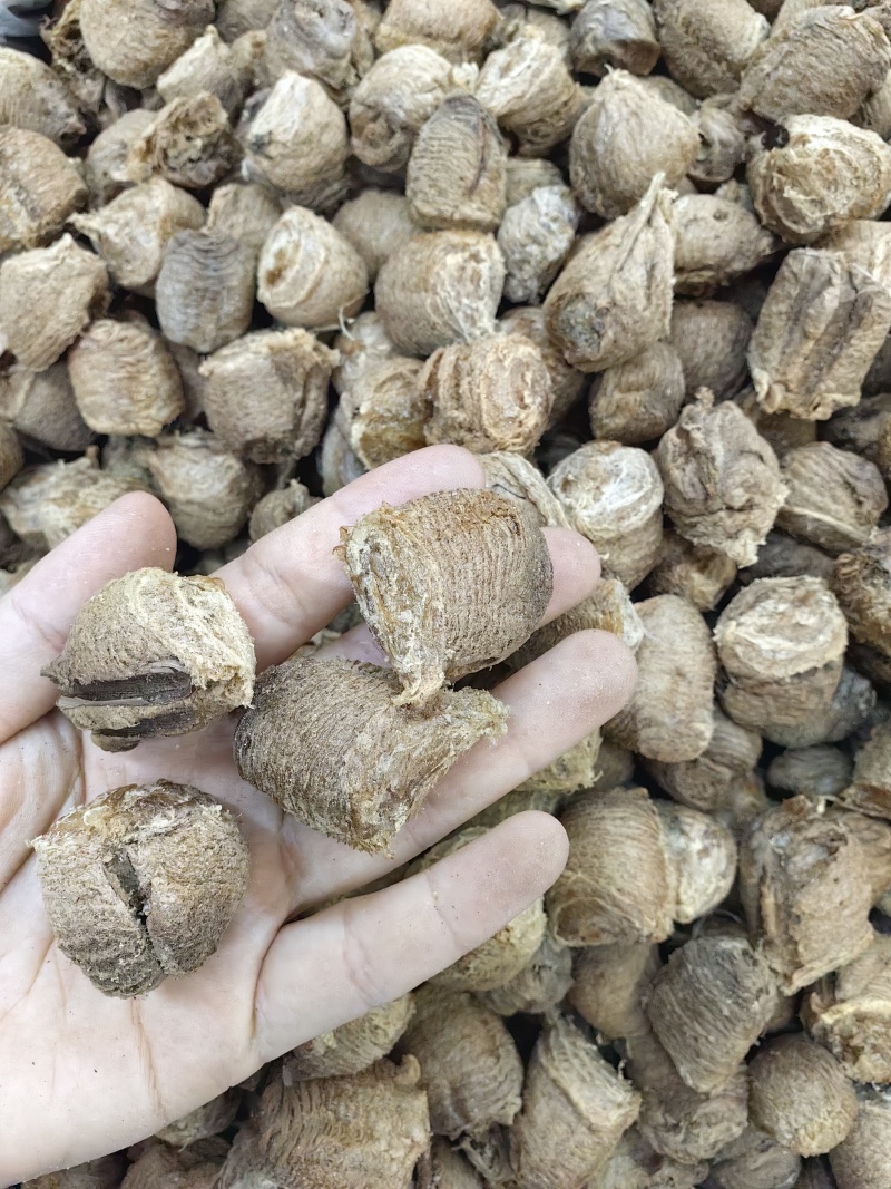 桑螵蛸批发优质桑螵蛸规格齐全可供大货量大价优