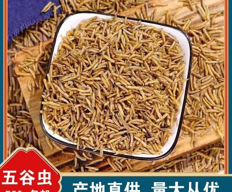 五谷虫现货五谷虫产地货源量大价优