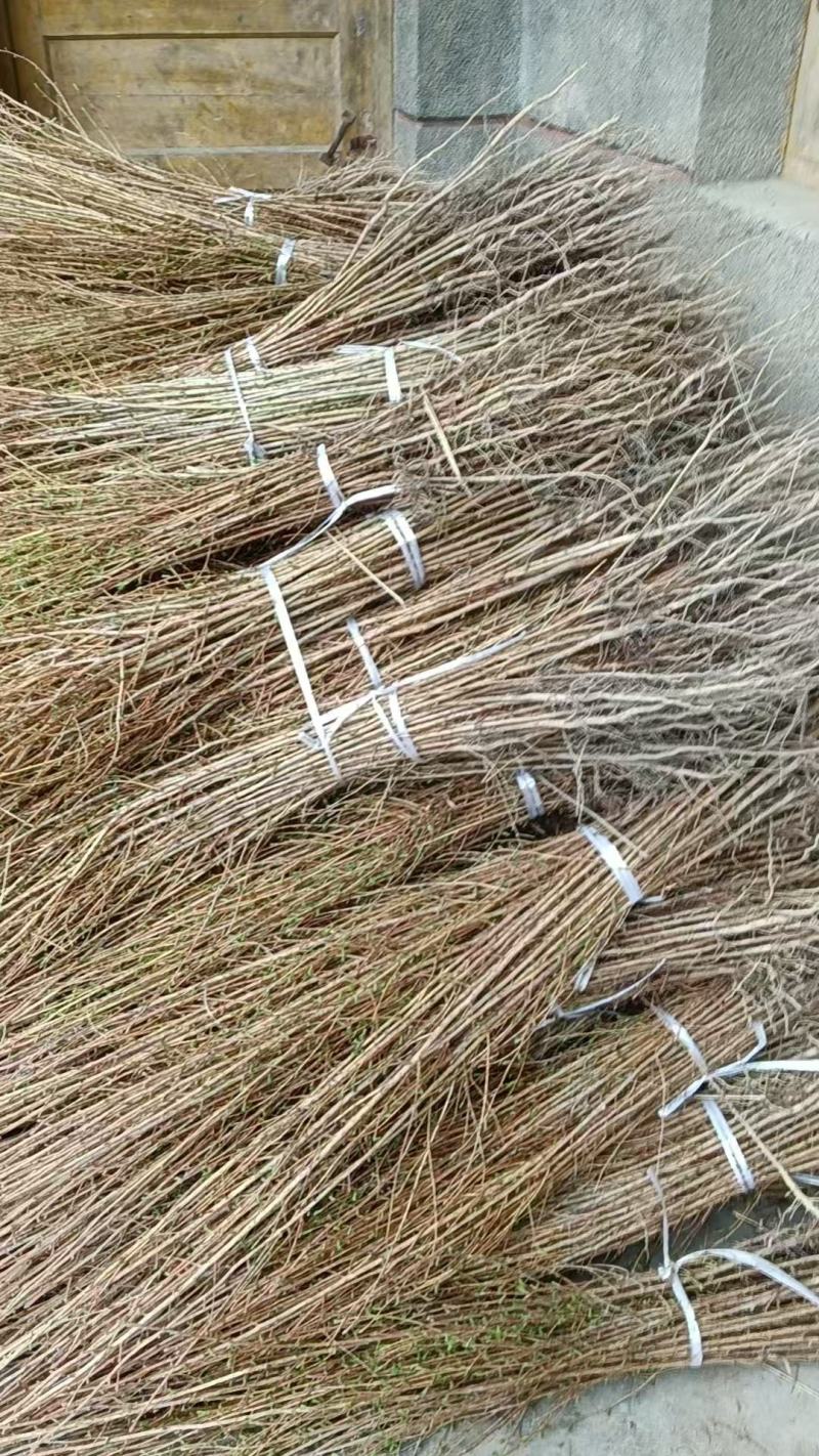 金钱松苗大量上市产地直发价格优惠支持视频看货成活率高