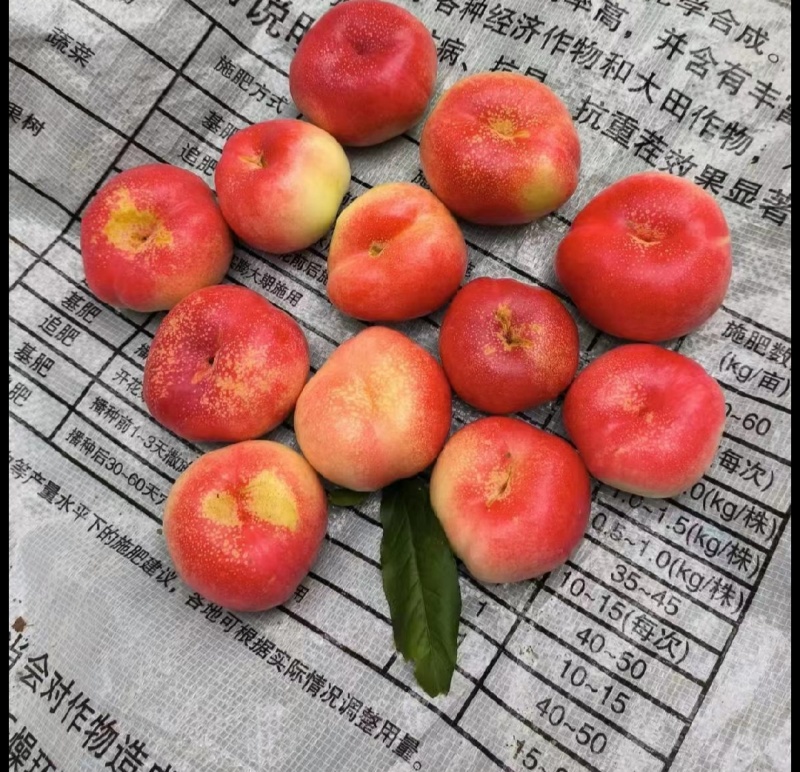 大棚油桃金瓶梅36-3大量上市