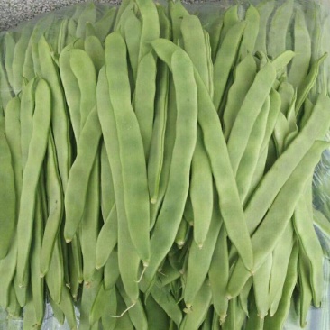 扁芸豆