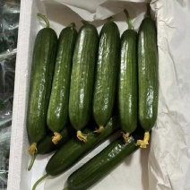 无刺水果黄瓜，品质保证，价格优惠，产地直发，诚信经营
