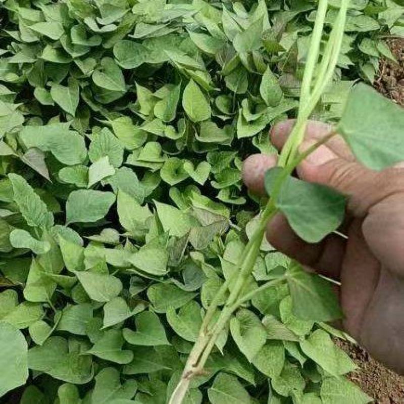 商薯苗商薯19红薯苗基地直供欢迎联系价格优成活