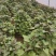 商薯苗商薯19红薯苗基地直供欢迎联系价格优成活