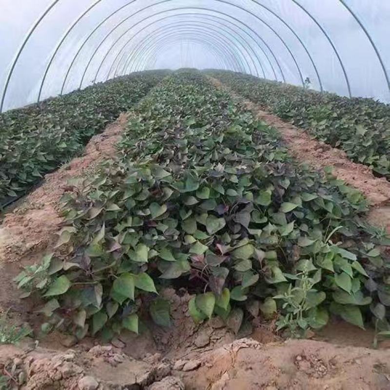西瓜红苗红薯苗脱毒高产红薯苗苗地直发成活率高欢迎订