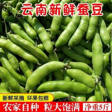 云南精品蚕豆大量上市品质保证量大从优一手货源