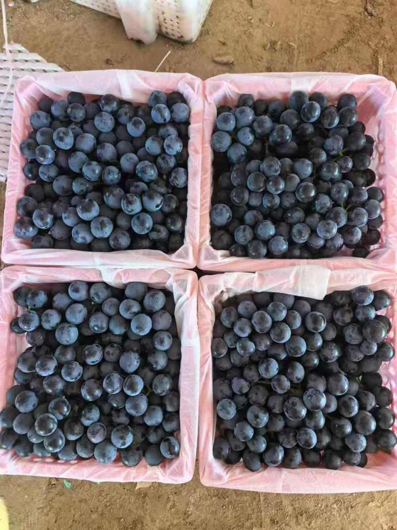 夏黑葡萄