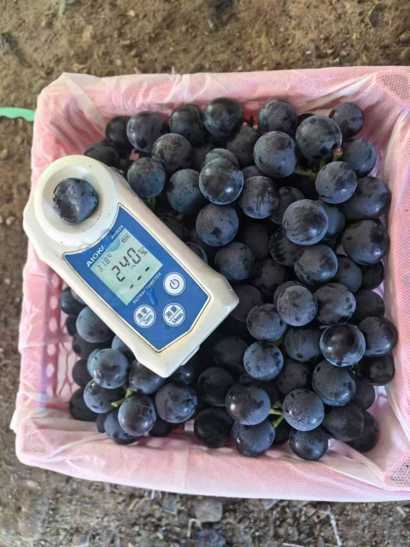 夏黑葡萄