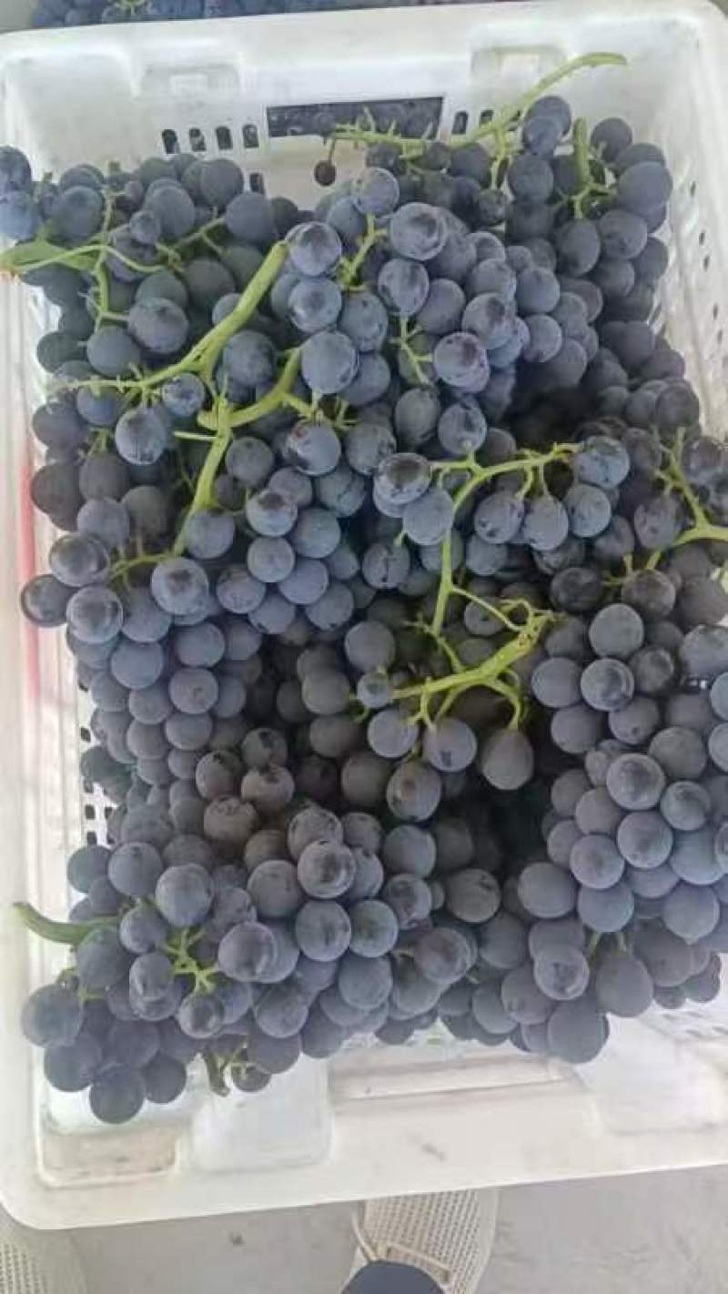夏黑葡萄