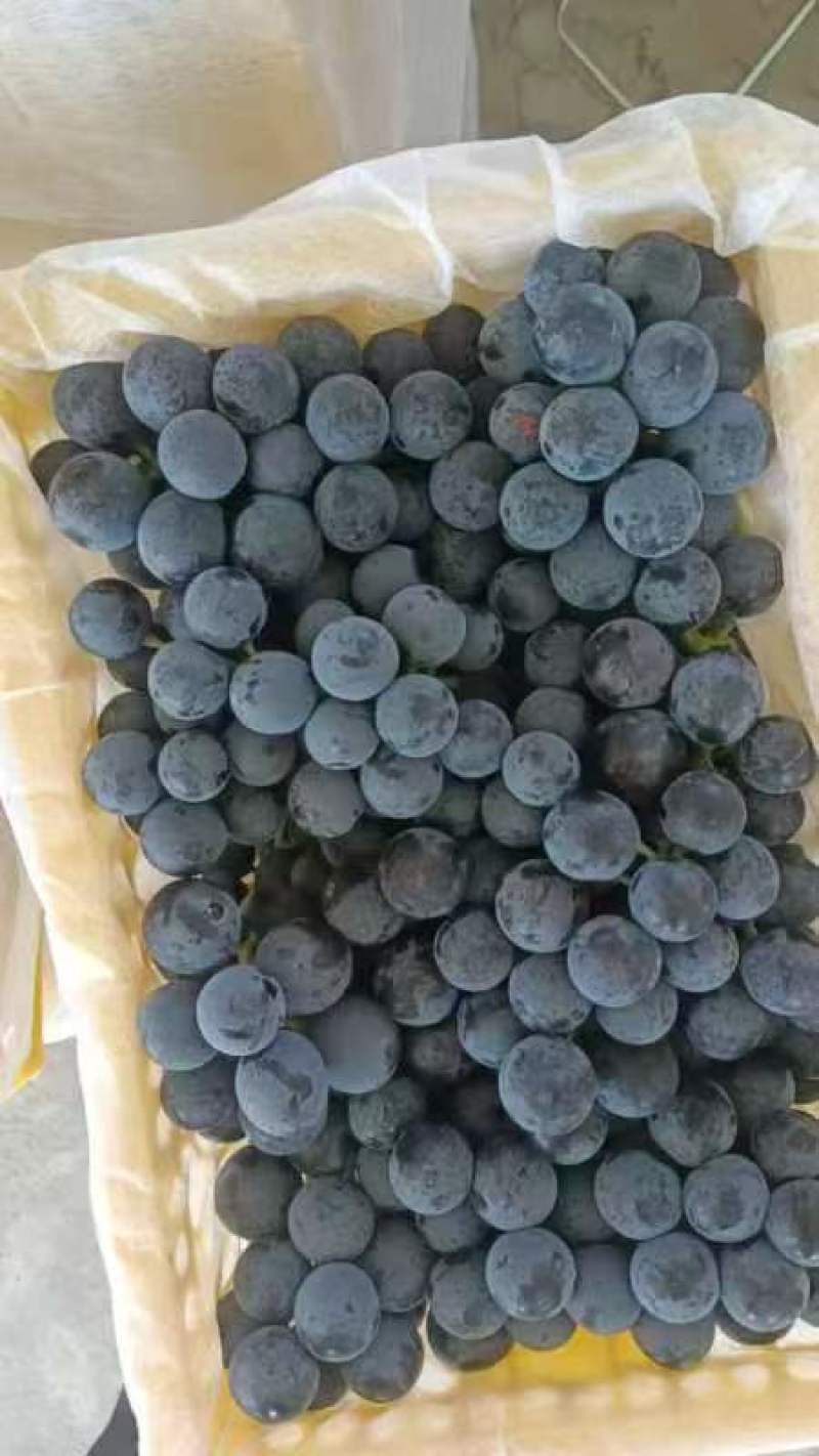 夏黑葡萄