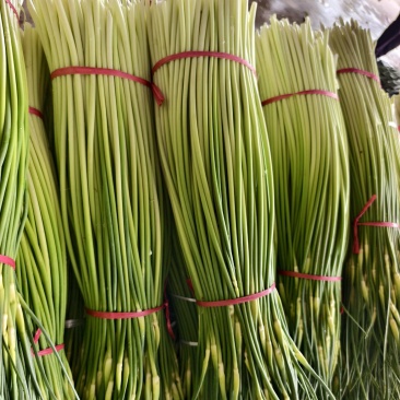 产地蒜苔大量上市