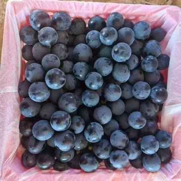 夏黑葡萄