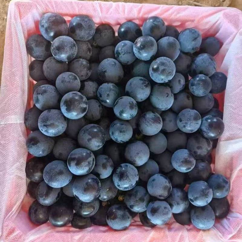 夏黑葡萄