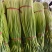 产地蒜苔大量上市