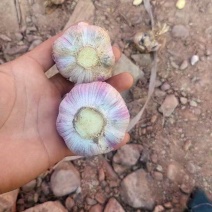 云南精品红蒜干蒜大量上市品质保证量大从优一手货源