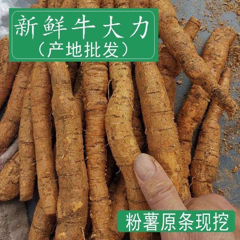 牛大力干货无硫磺和鲜货牛大力