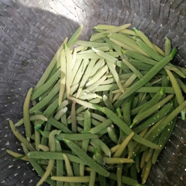 石菖蒲花，源头一手供货