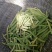 石菖蒲花，源头一手供货