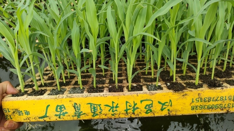 工程大苗玉米苗