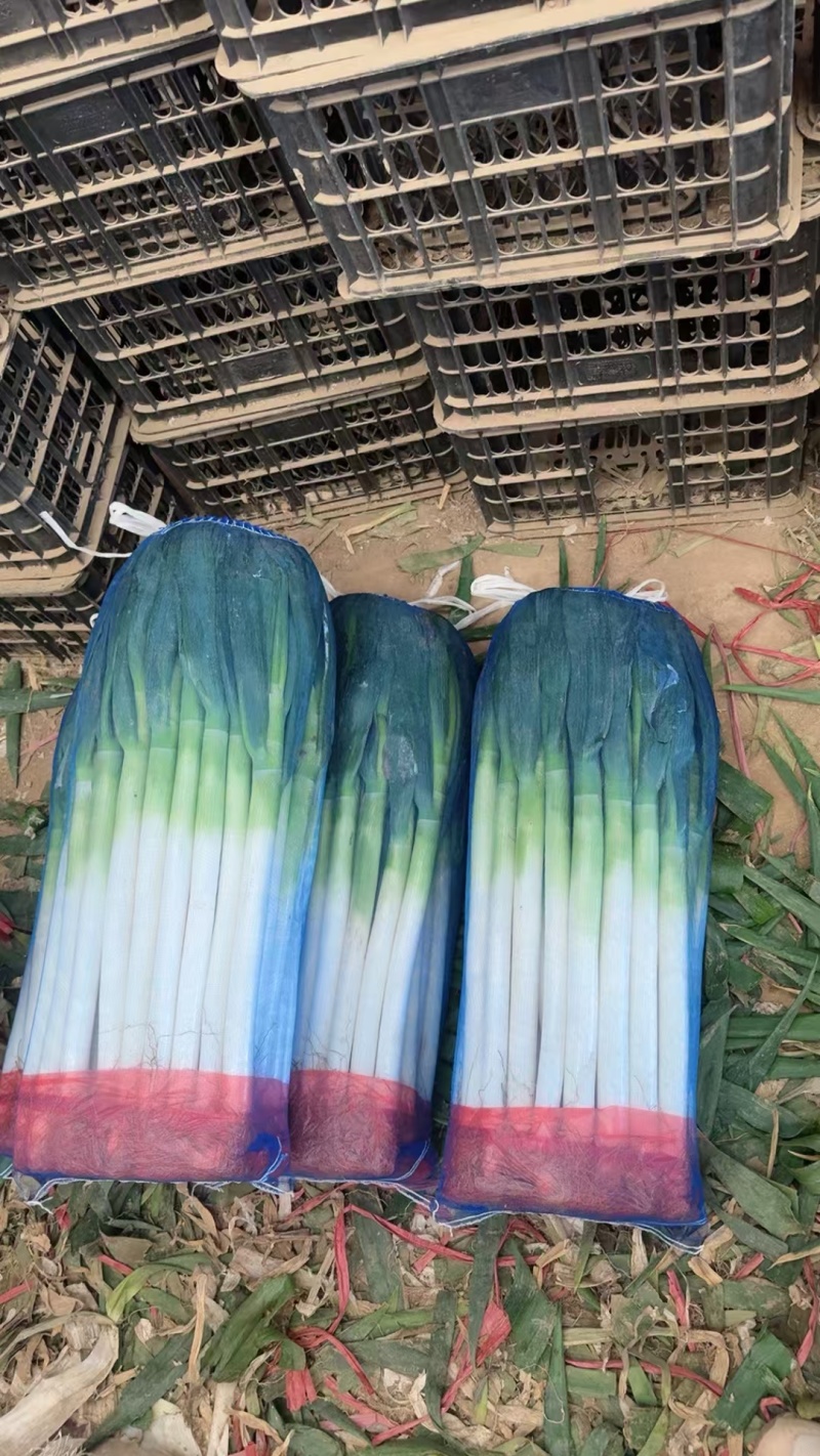精品大葱净葱产地大量供应