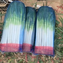 精品大葱净葱产地大量供应