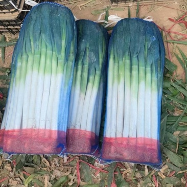 精品大葱净葱产地大量供应