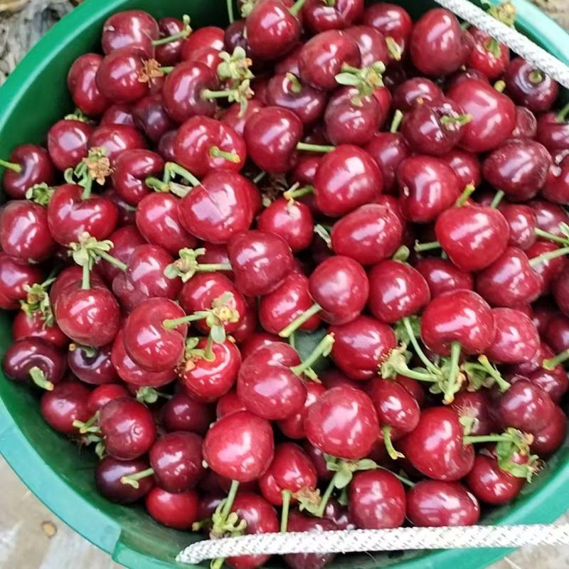 【品质保障】大荔樱桃基地直供量大优惠对接批发电商