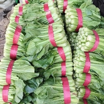 小白菜产地直供质量保证