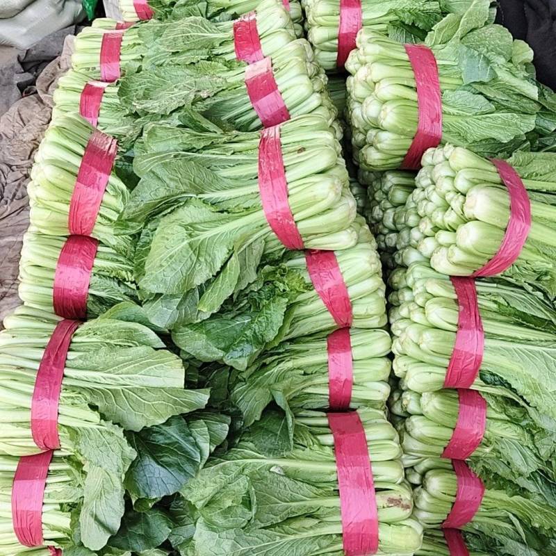 小白菜产地直供质量保证