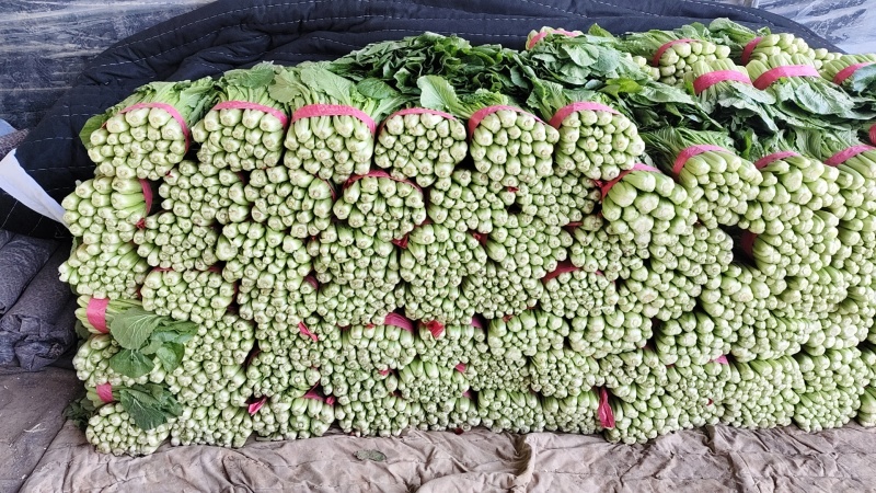 小白菜产地直供质量保证