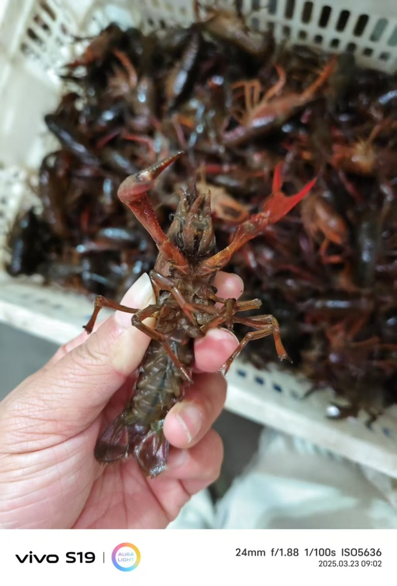 昌俊水产小龙虾