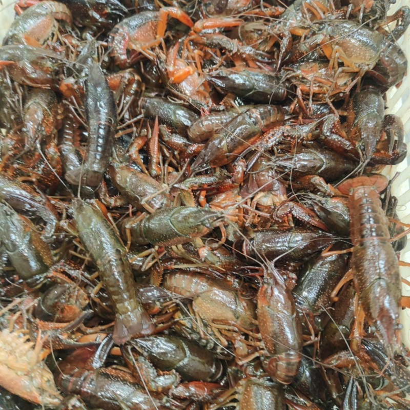 昌俊水产小龙虾