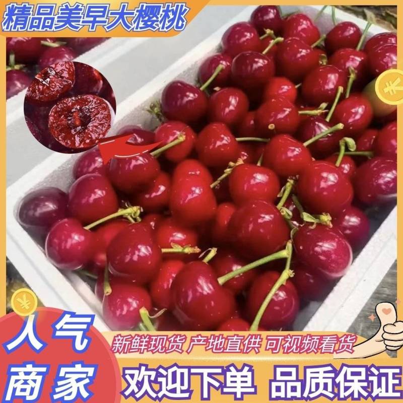 推荐樱桃美早樱桃萨米托布鲁克斯产地直供
