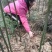 四川峨边三月笋一手货源量大从优保质保量对接全国